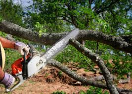 Best Emergency Tree Removal  in Spencerville, OH